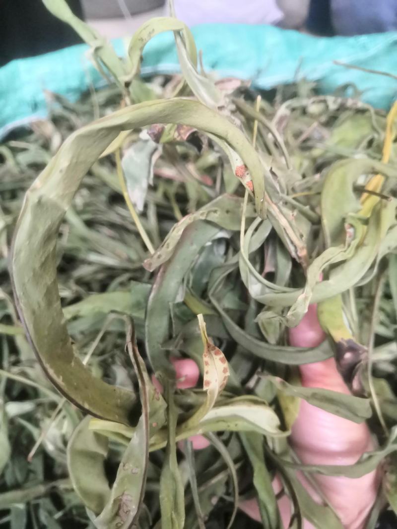 化石草野生化石草产于云南大理地区，大叶子，有孢子，纯野生