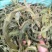 化石草野生化石草产于云南大理地区，大叶子，有孢子，纯野生