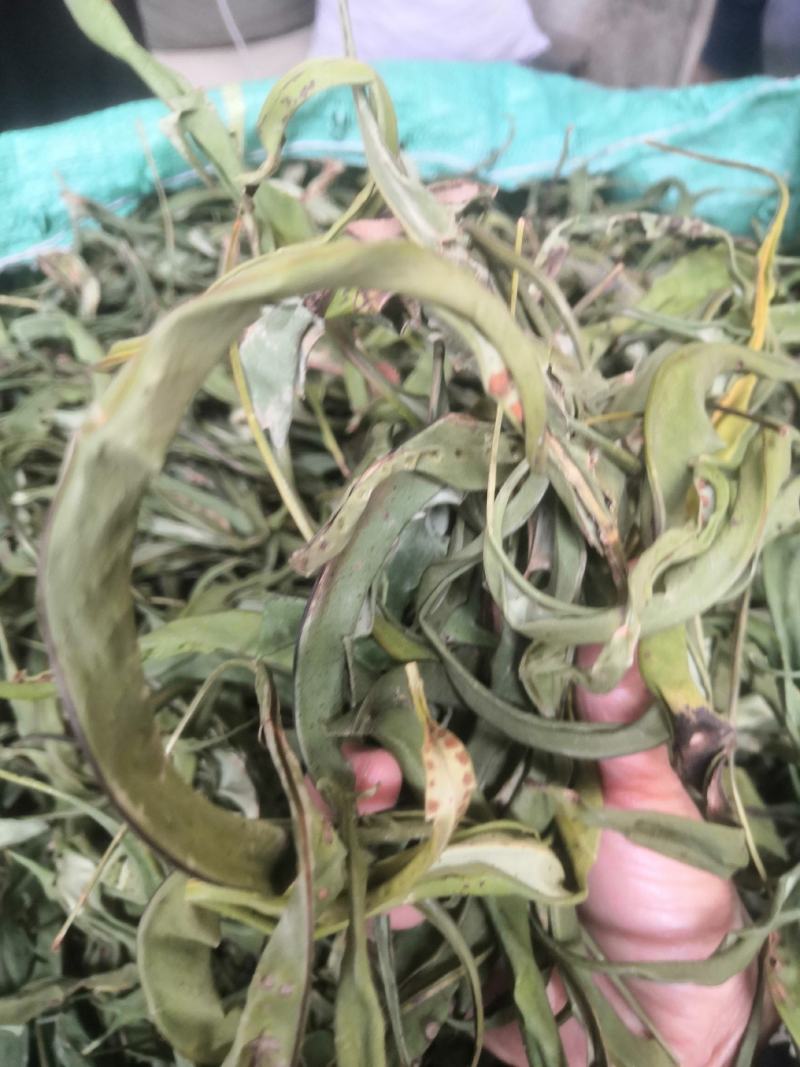 化石草野生化石草产于云南大理地区，大叶子，有孢子，纯野生