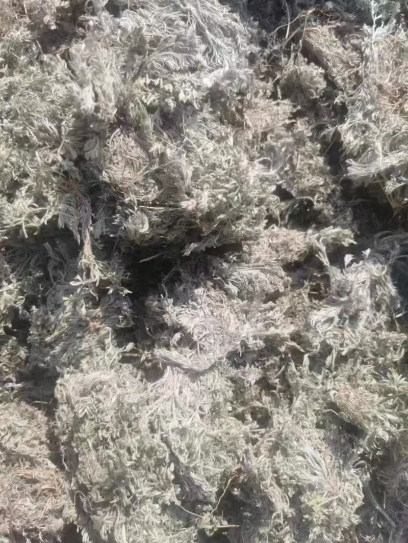 【热卖】茵陈高含量，产地直销，量大价优，欢迎进店联系