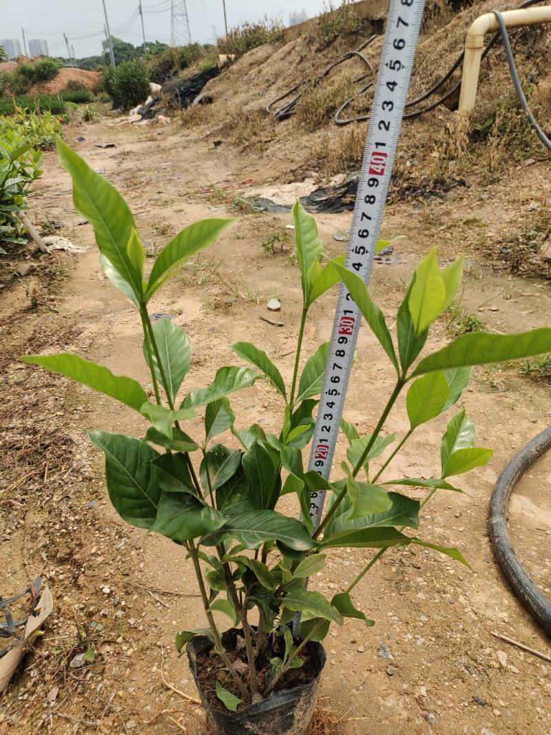 大叶栀子花，修剪过的有5斤袋和7斤袋，价格优惠，品质保证