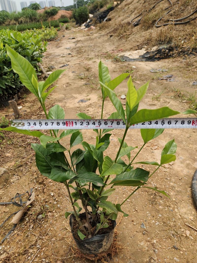 大叶栀子花，修剪过的有5斤袋和7斤袋，价格优惠，品质保证