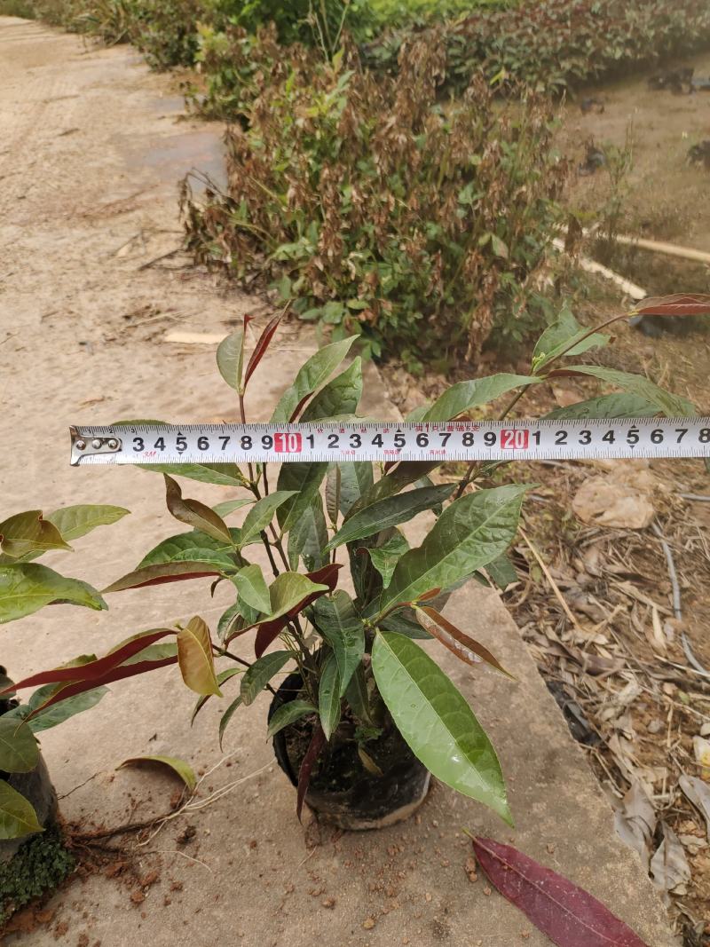 红背桂，地被苗木有5斤袋和7斤袋，品质好质量保证欢迎来电