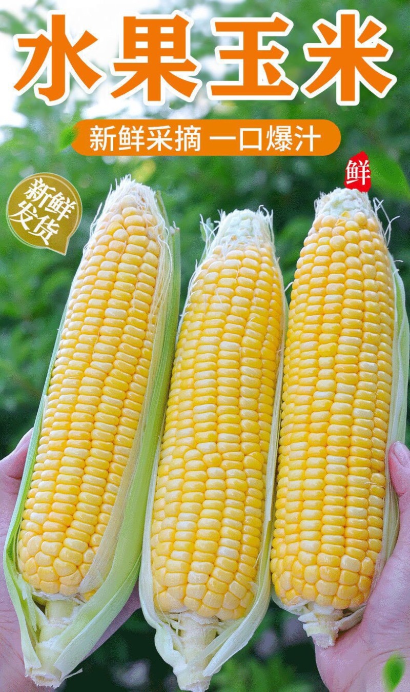 湖北甜玉米，糯玉米大量供应，货源充足，价格优惠。