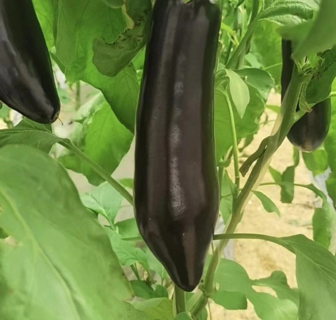 紫圆茄植株