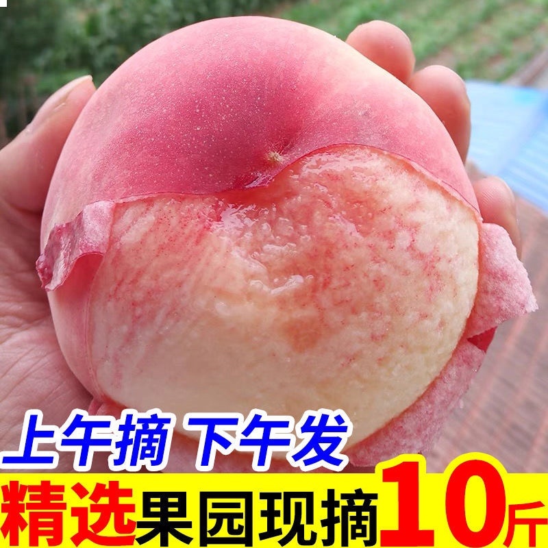河北突围毛桃-油桃大量上市中货源充足-价格实惠速联系