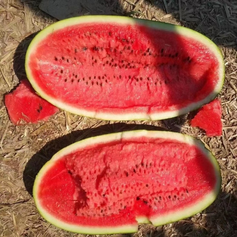 河南黑美人西瓜🍉产地一手质量保证电商优选量大价优