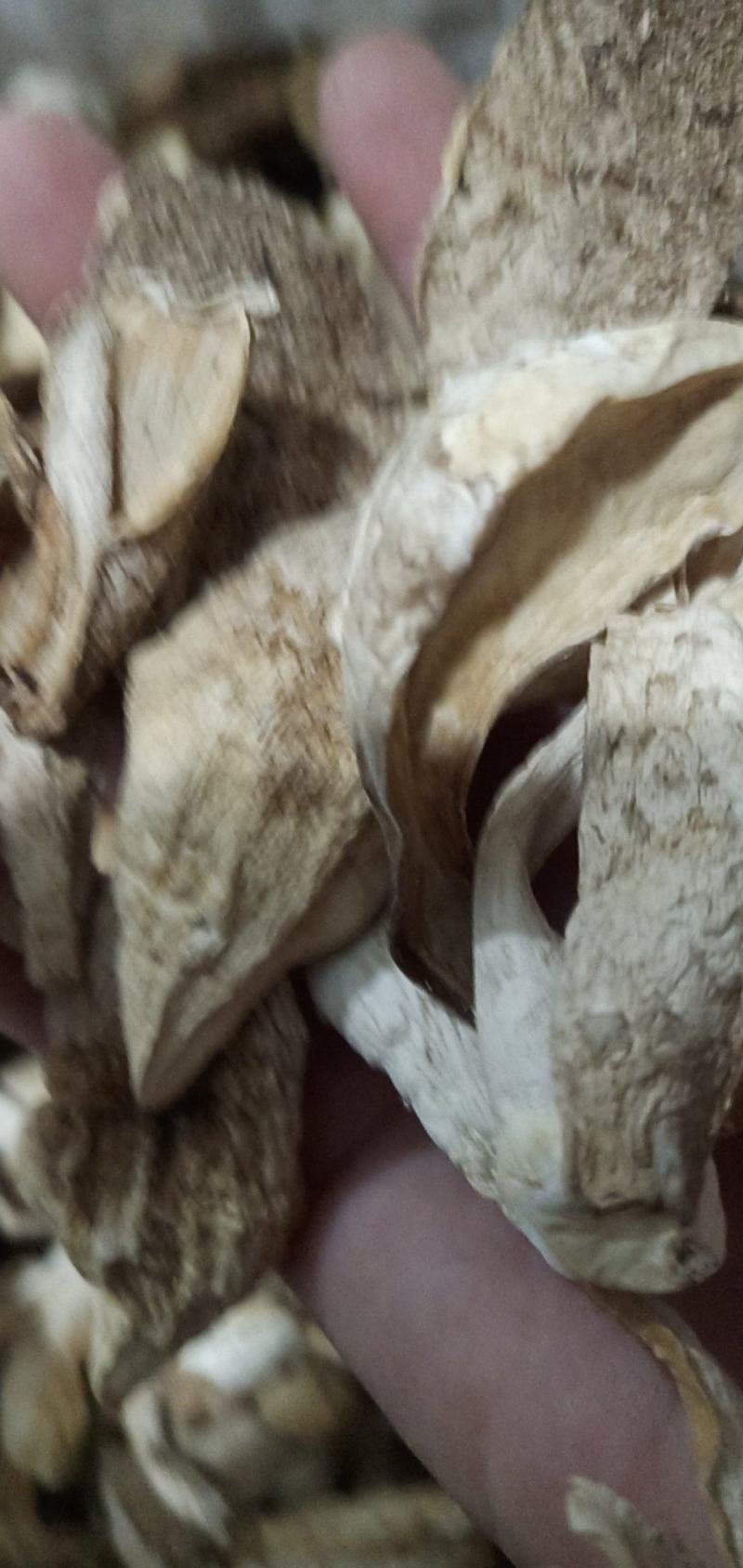 自种的干鸡腿菇