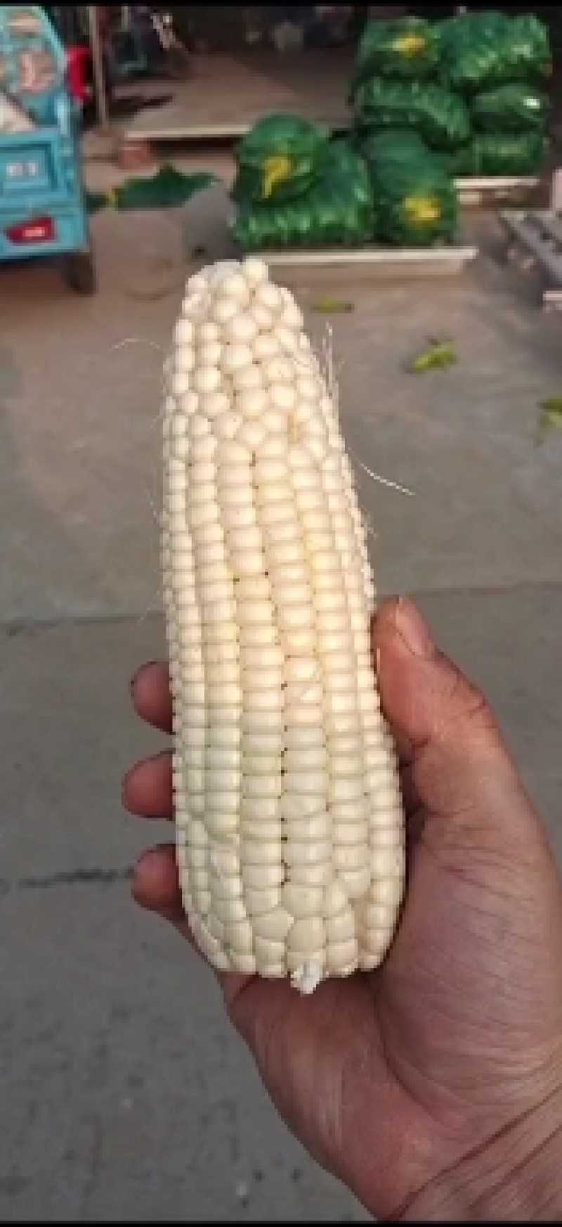 大量供应市场糯玉米，颗粒饱满