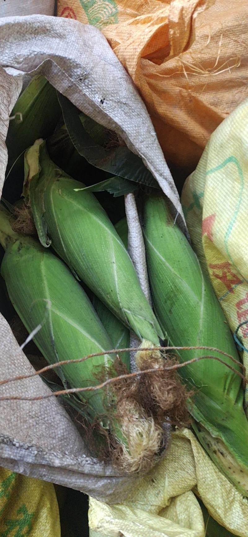 大量供应市场糯玉米，颗粒饱满