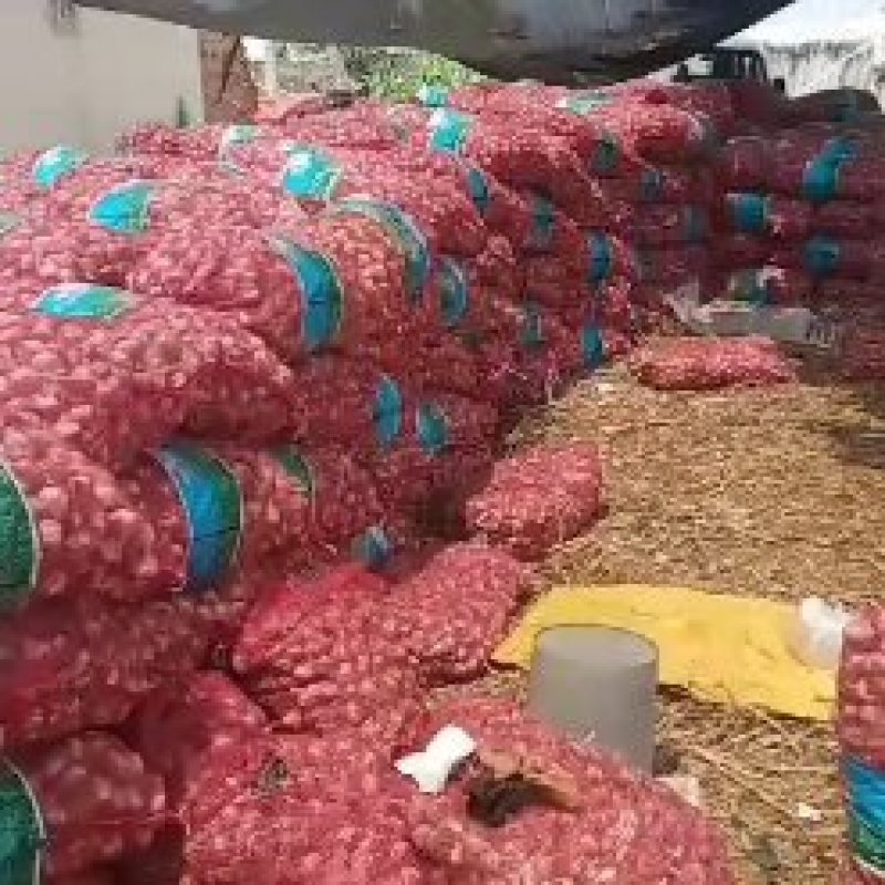 大名府紫红皮大蒜蒜种蒜黄料