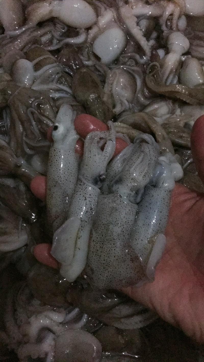 渤海湾鲜货八爪鱼，长腿，短腿，墨斗子，可冻好