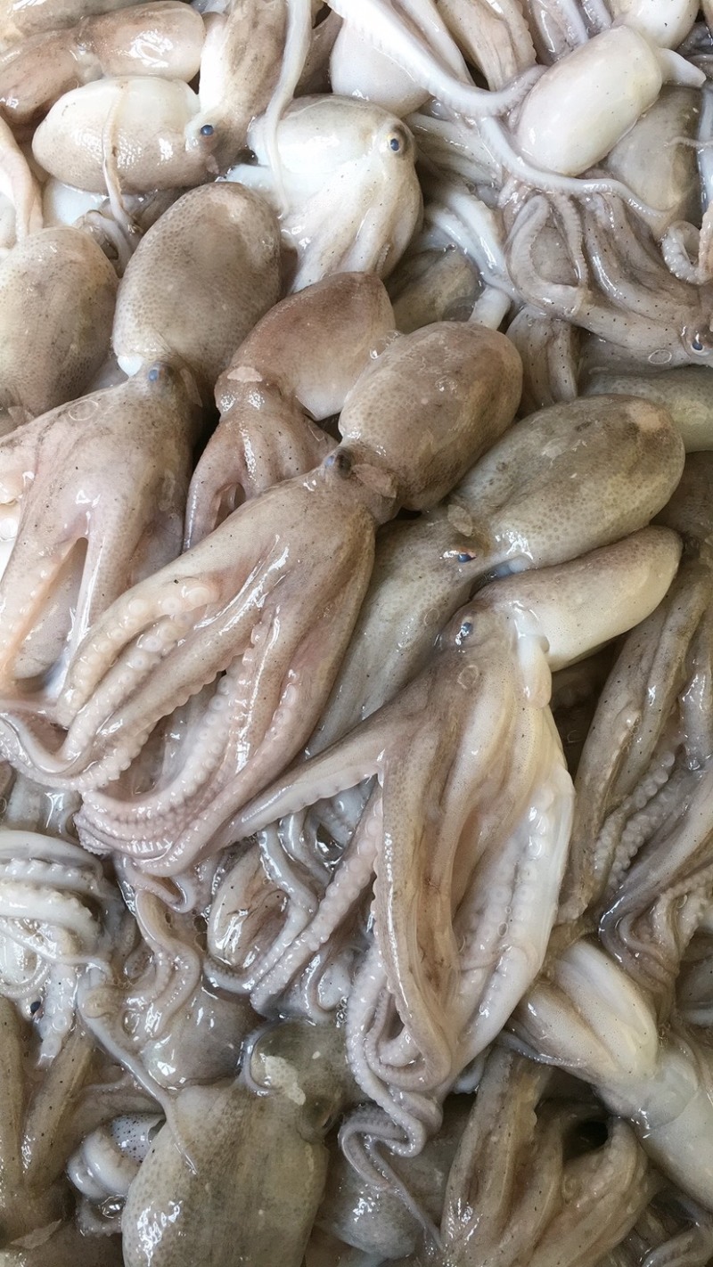渤海湾鲜货八爪鱼，长腿，短腿，墨斗子，可冻好