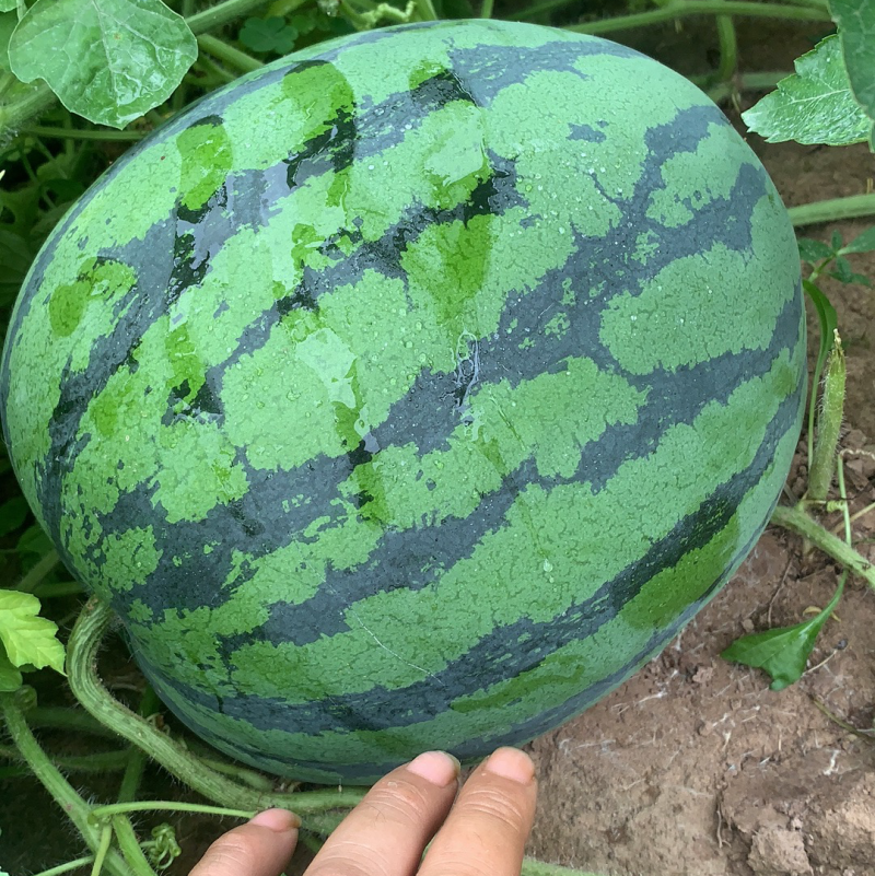 路天西瓜！山地西瓜，口感好，甜度高！水份足！红度够！