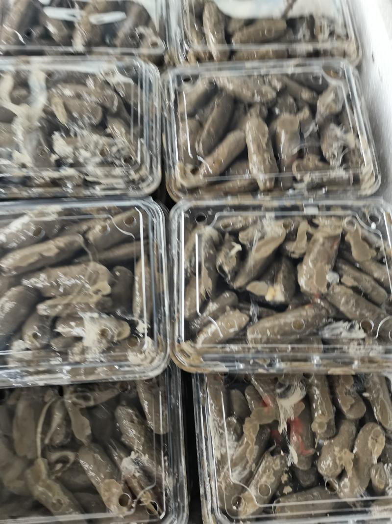 三门长街蛏子，养殖场直供，并可出口到海外