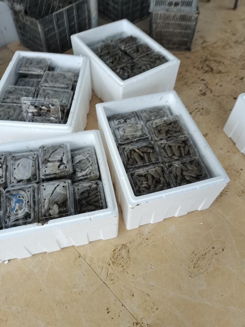 三门长街蛏子，养殖场直供，并可出口到海外