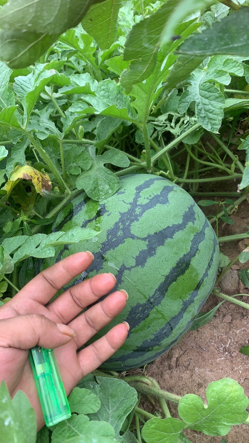 路天西瓜！山地西瓜，口感好，甜度高！水份足！红度够！