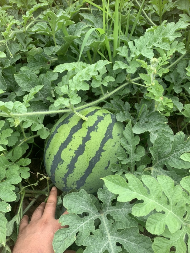 路天西瓜！山地西瓜，口感好，甜度高！水份足！红度够！