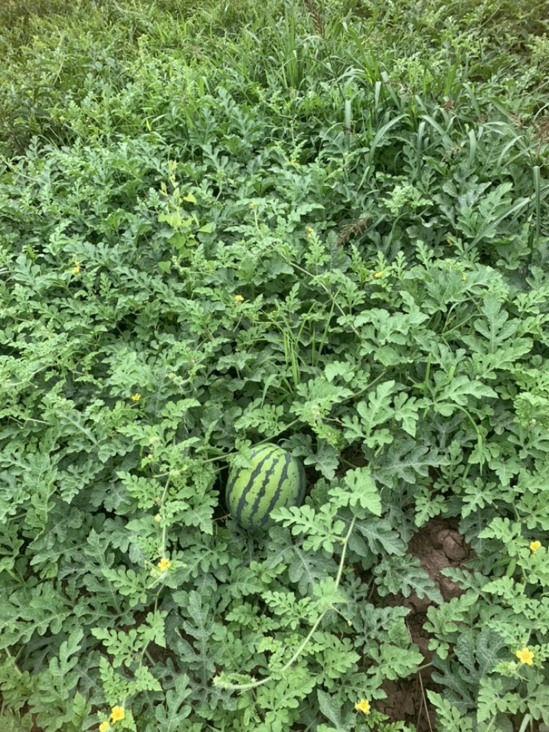 路天西瓜！山地西瓜，口感好，甜度高！水份足！红度够！