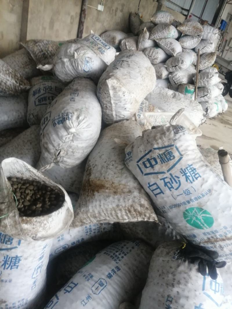 三门血蛤，养殖场直供，并可出口到海外
