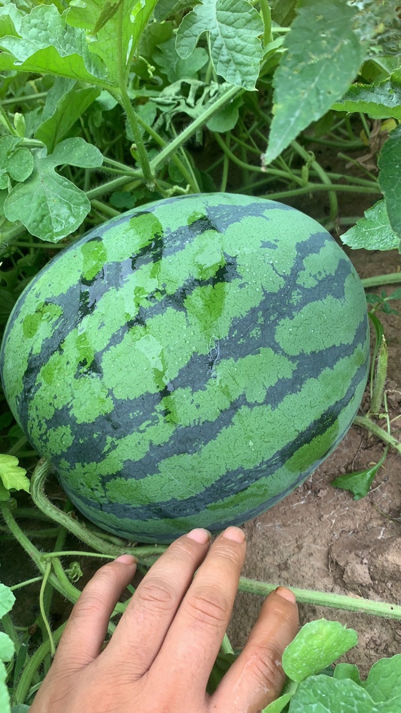 路天西瓜！山地西瓜，口感好，甜度高！水份足！红度够！