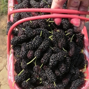桑椹，桑叶，蚕丝，蚕蛹，蚕砂