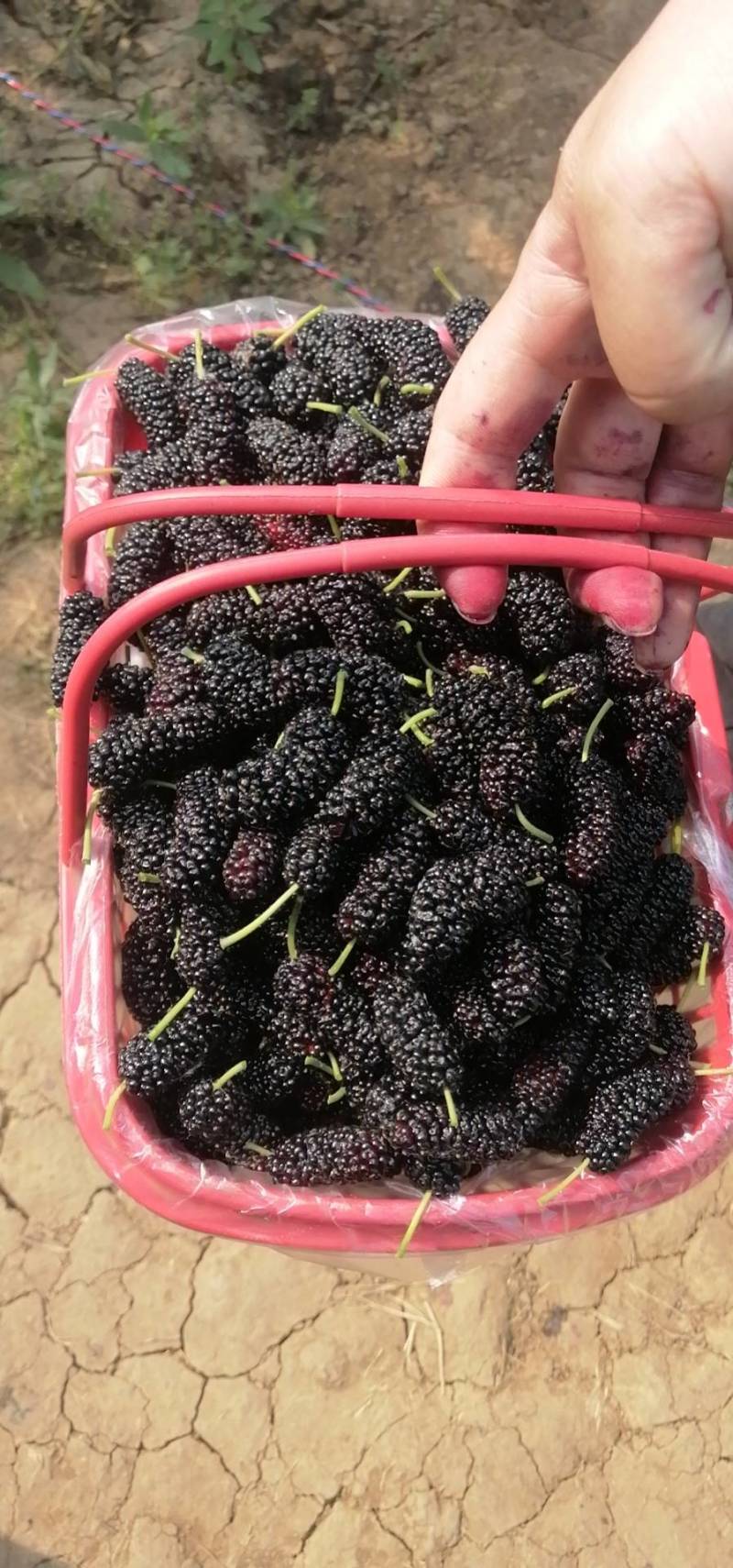 桑椹，桑叶，蚕丝，蚕蛹，蚕砂