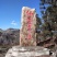 乌天麻高山林下仿野生种植乌天麻鲜货产地货源