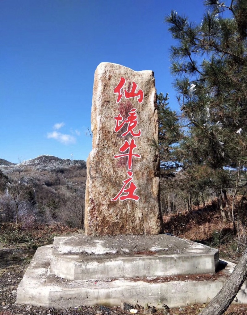 乌天麻高山林下仿野生种植乌天麻鲜货产地货源
