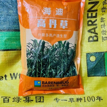 海迪杂交高丹草种子进口一年生牧草种子牛羊鱼草籽分蘖多