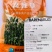 海迪杂交高丹草种子进口一年生牧草种子牛羊鱼草籽分蘖多
