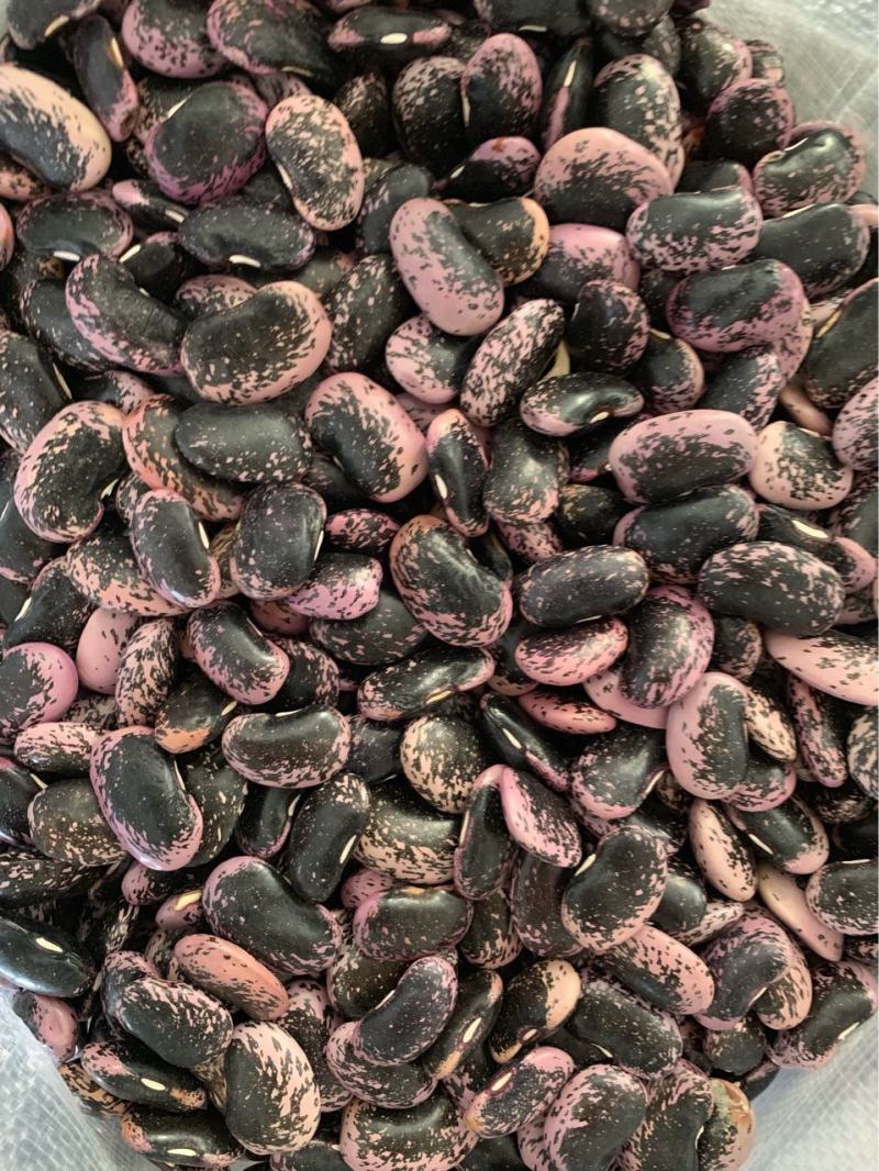 大黑花芸豆现货批发云南大黑芸豆牛眼豆黑芸豆大肾豆