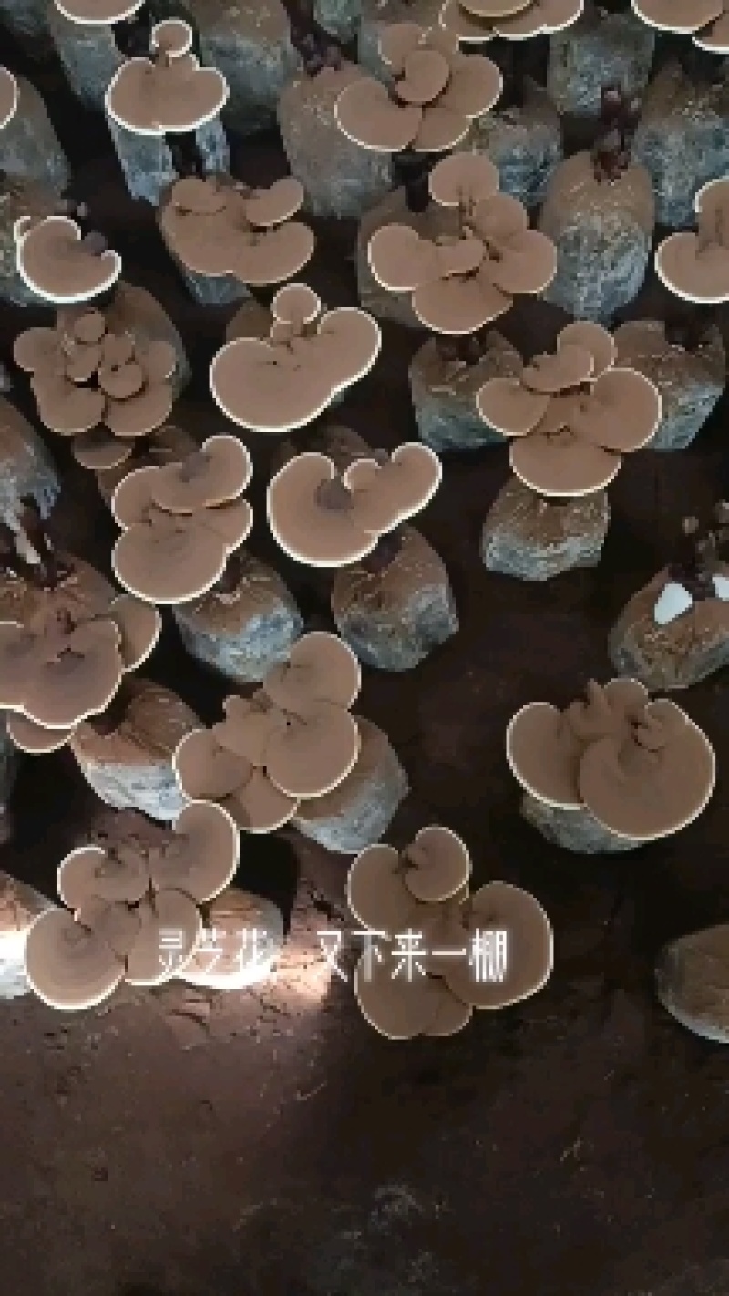 灵芝盆景，活体灵芝，金边灵芝，可观赏可食用，可做灵芝盆景