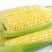 大量新鲜甜水果玉米一件代发，一件连包装10斤