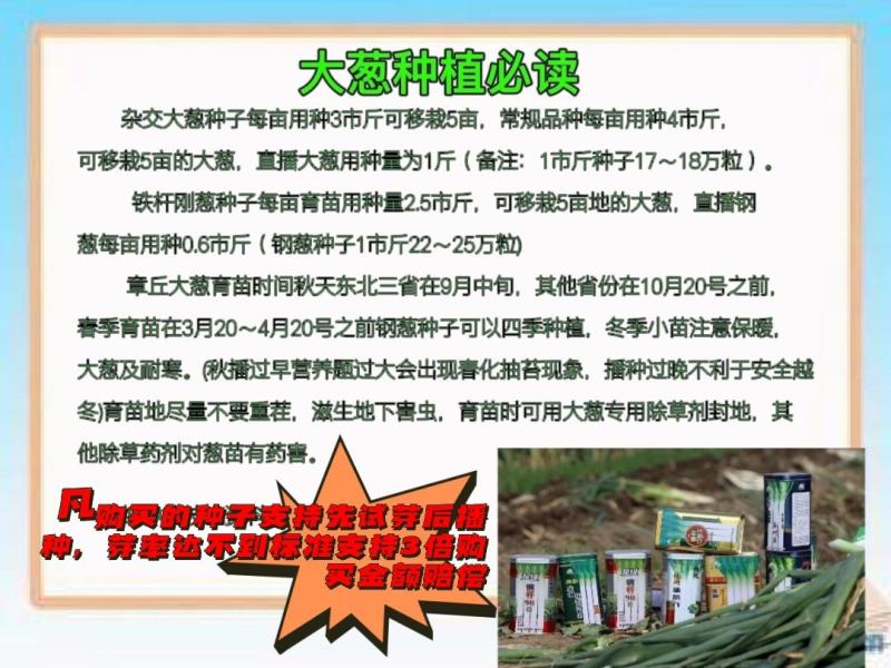 原装进口刚葱铁杆葱四季种植免费技术指导厂家直销