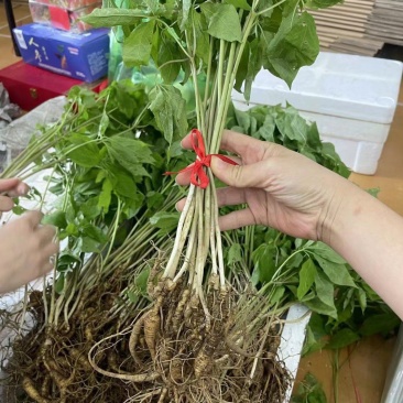 带叶林下参18年林下籽参