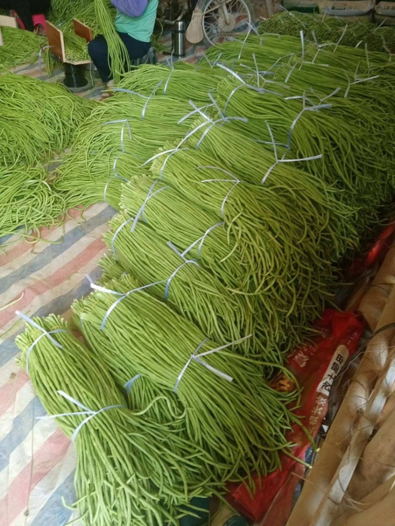 精品豆角长豆角一手货源产地直发价格便宜质量好