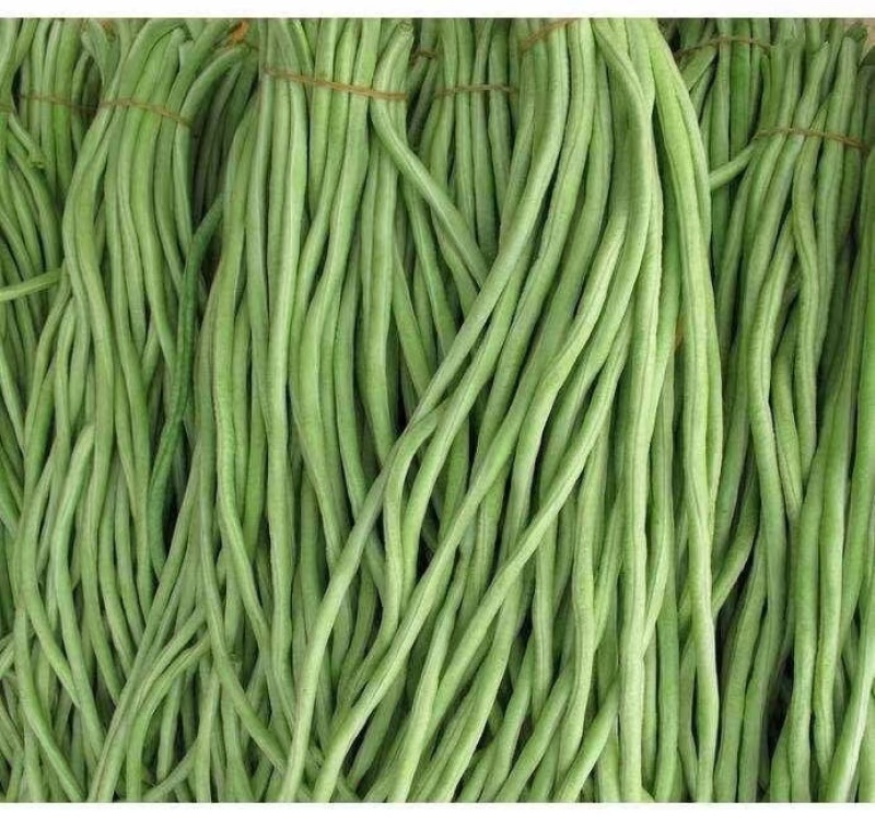精品豆角长豆角一手货源产地直发价格便宜质量好