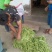 精品豆角长豆角一手货源产地直发价格便宜质量好