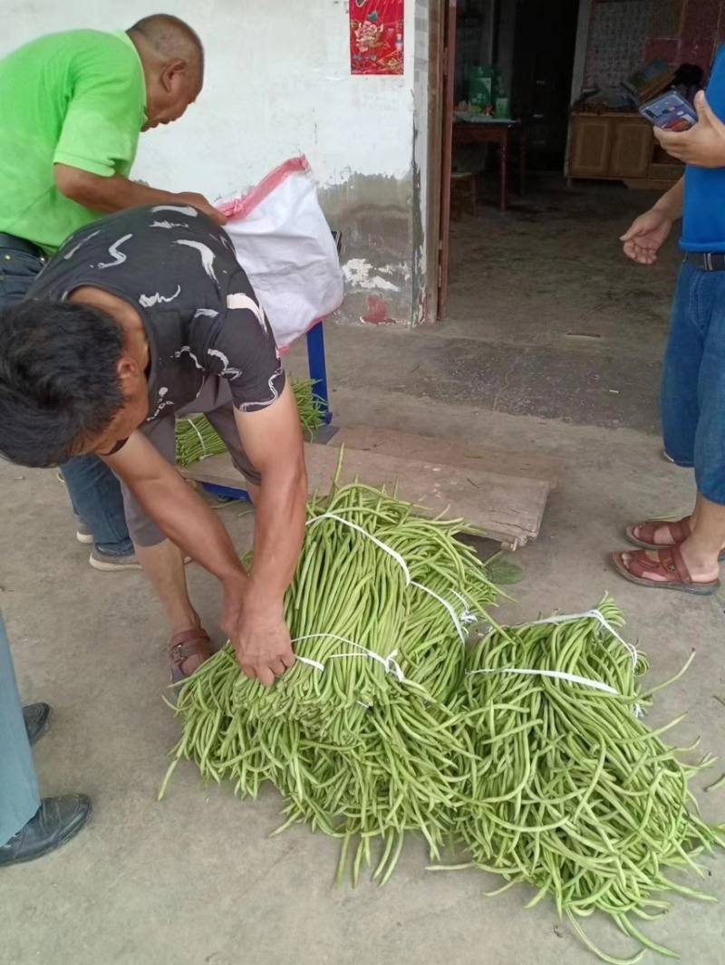 精品豆角长豆角一手货源产地直发价格便宜质量好