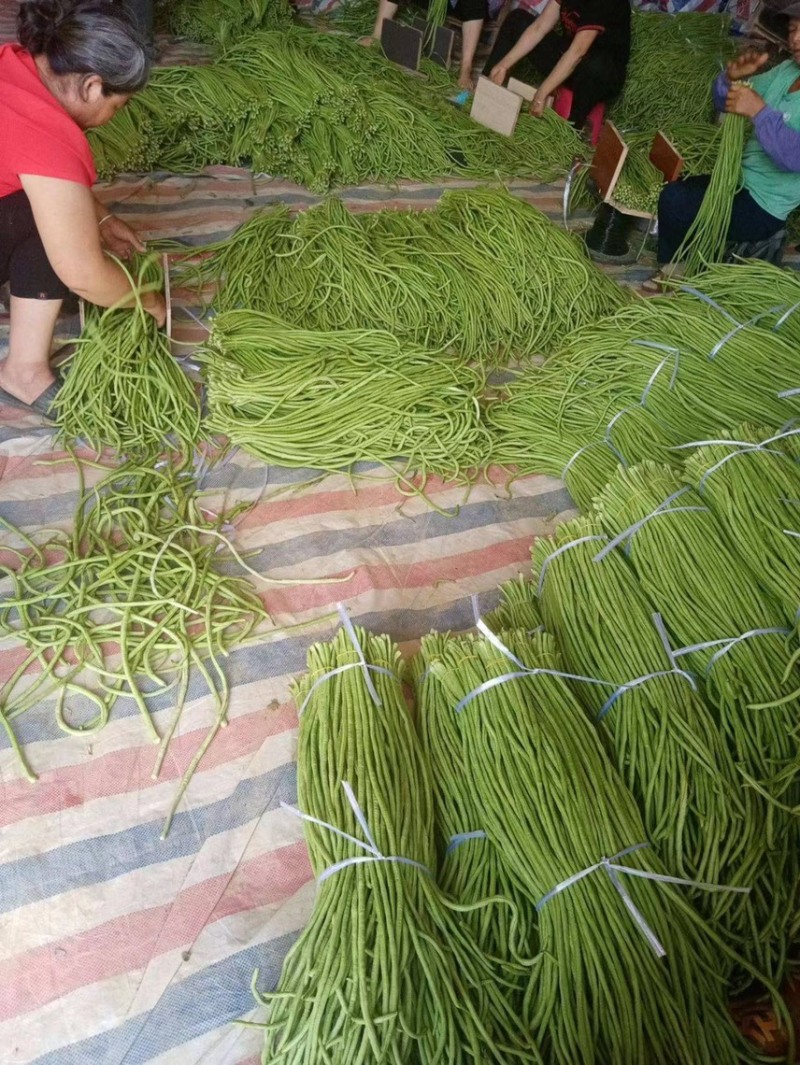精品豆角长豆角一手货源产地直发价格便宜质量好