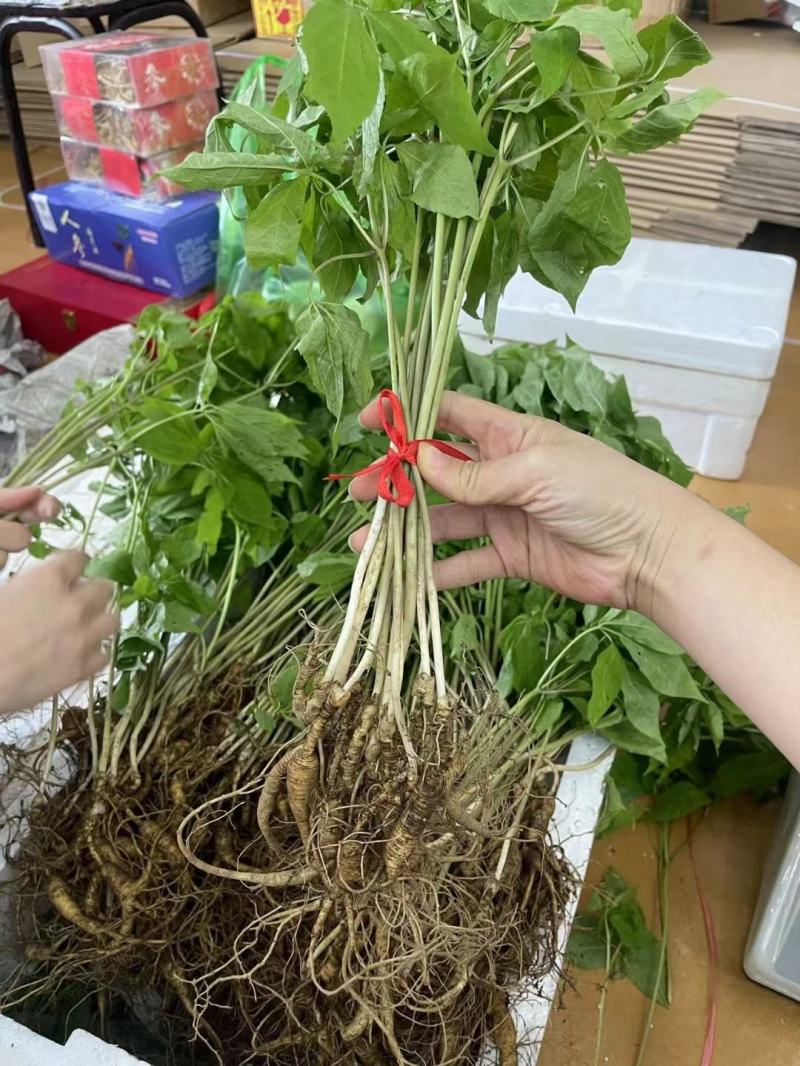 带叶林下参18年林下籽参
