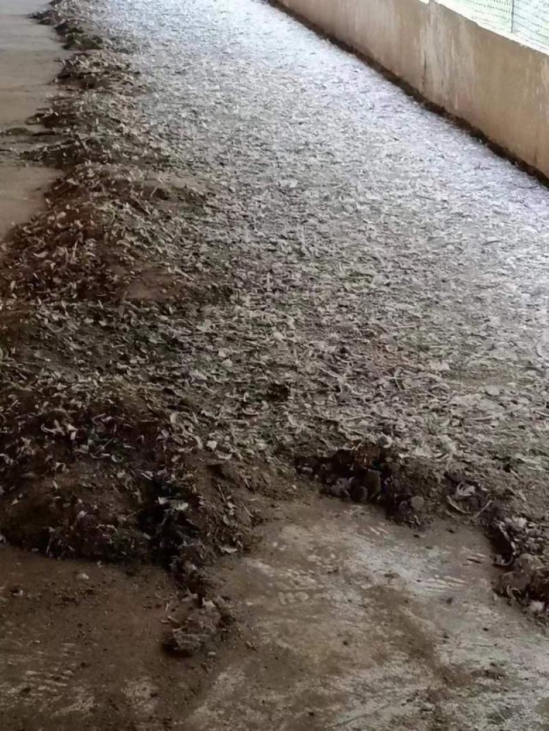鸡粪长期有货养殖基地直供货源稳定质量保证价格实惠诚信经营