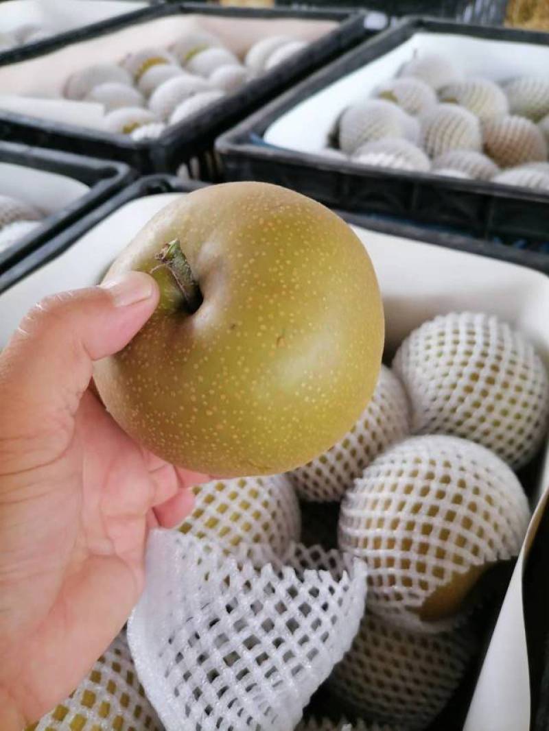 砀山精品梨精品圆黄梨，大量上市货源充足价格便宜，