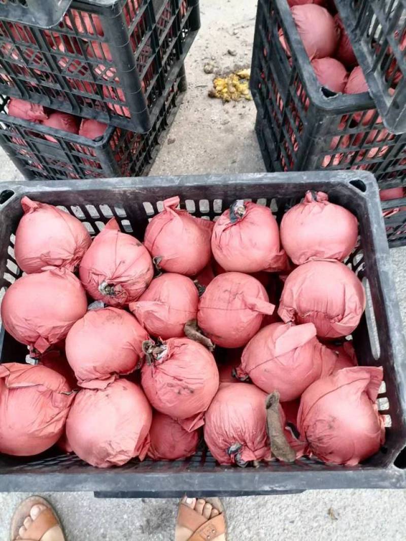 砀山精品梨精品圆黄梨，大量上市货源充足价格便宜，