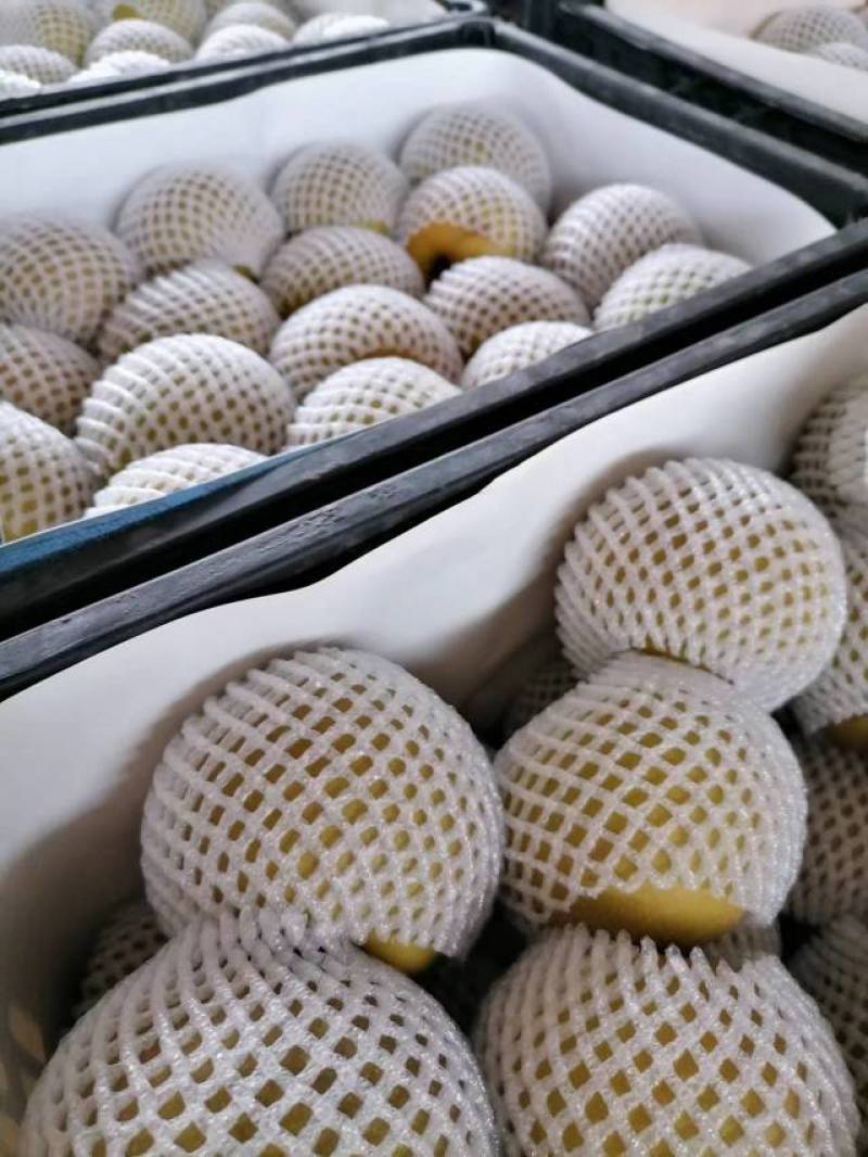 砀山精品梨精品圆黄梨，大量上市货源充足价格便宜，