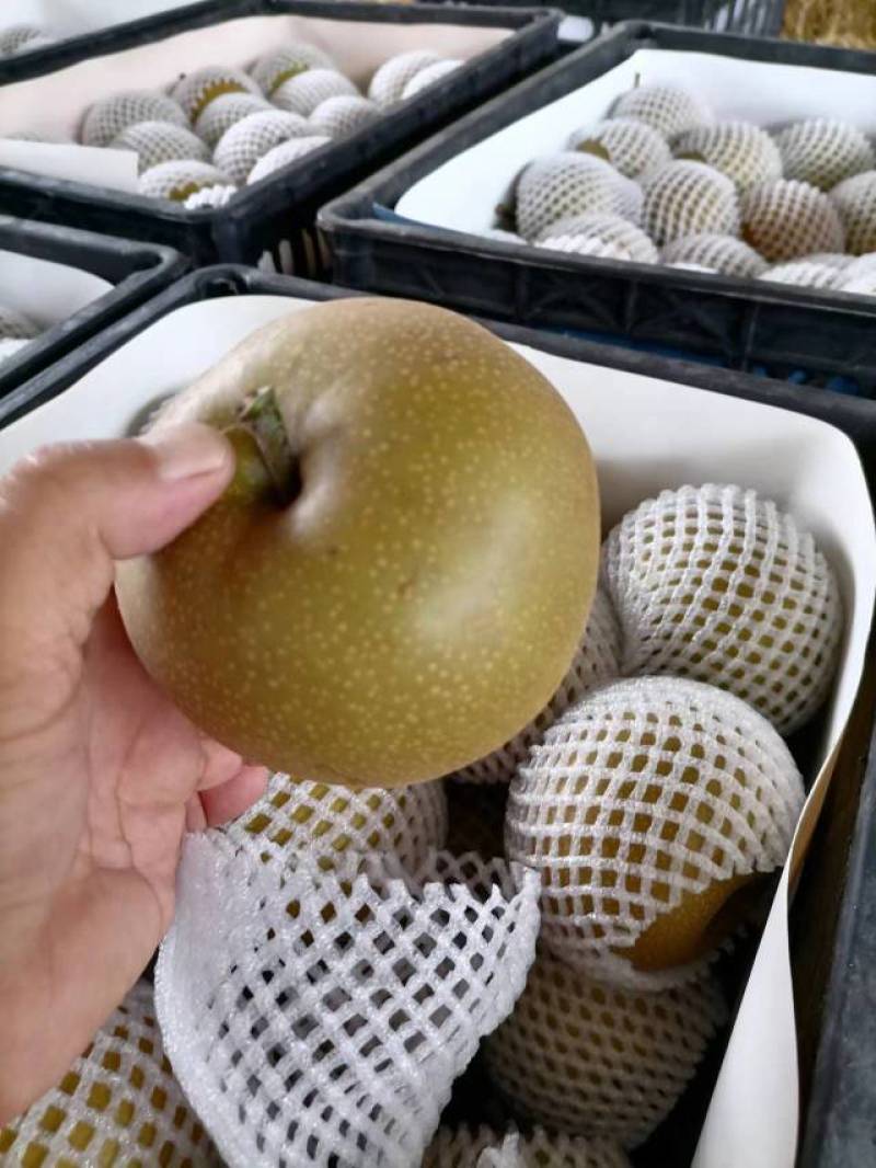 砀山精品梨精品圆黄梨，大量上市货源充足价格便宜，