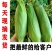 玉米甜玉米糯玉米产地一手货源欢迎咨询订购