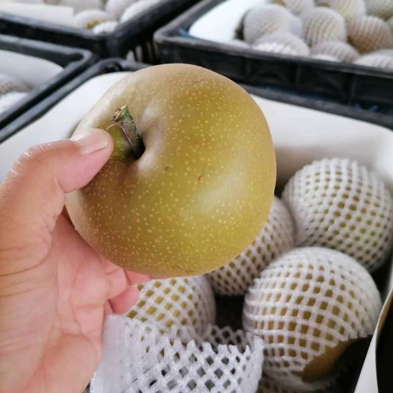 【精选】梨精选砀山圆黄梨，货源充足口感好，质量好