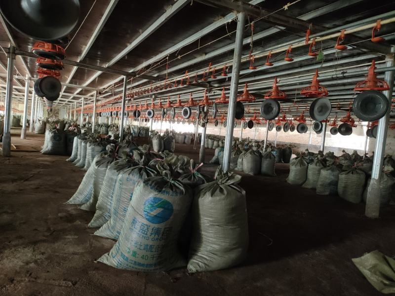 鸡粪长期有货养殖基地直供货源稳定质量保证价格实惠诚信经营